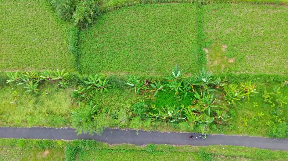 Dijual Tanah Strategis 3,46 Are - Tedung, Gianyar