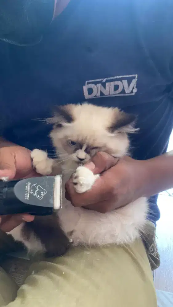 Groming Panggilan Murah