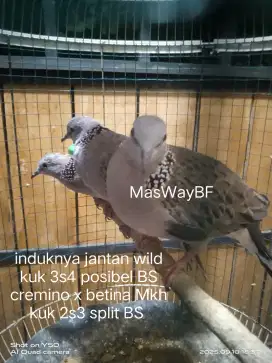 Tekukur remaja anakan kuk 3