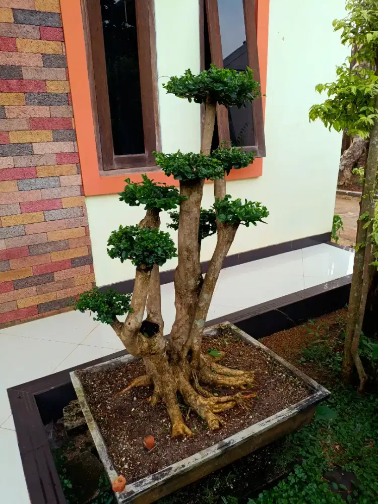 Pohon Bonsai Sancang - Tanaman Hias Bonsai Sancang