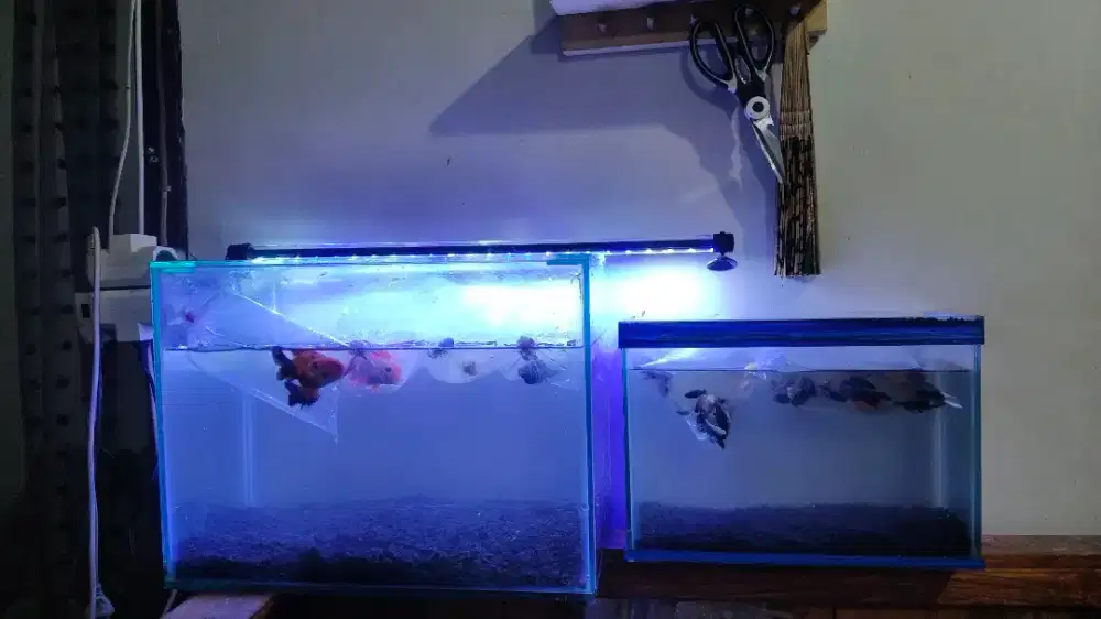 Ikan Koki dan Ikan Molly