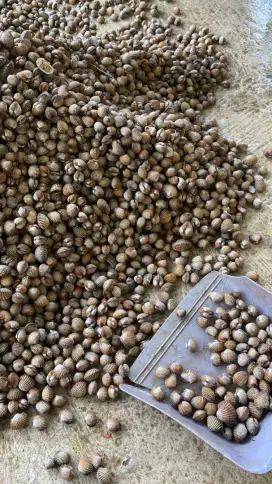 Kerang Dara Size Medium