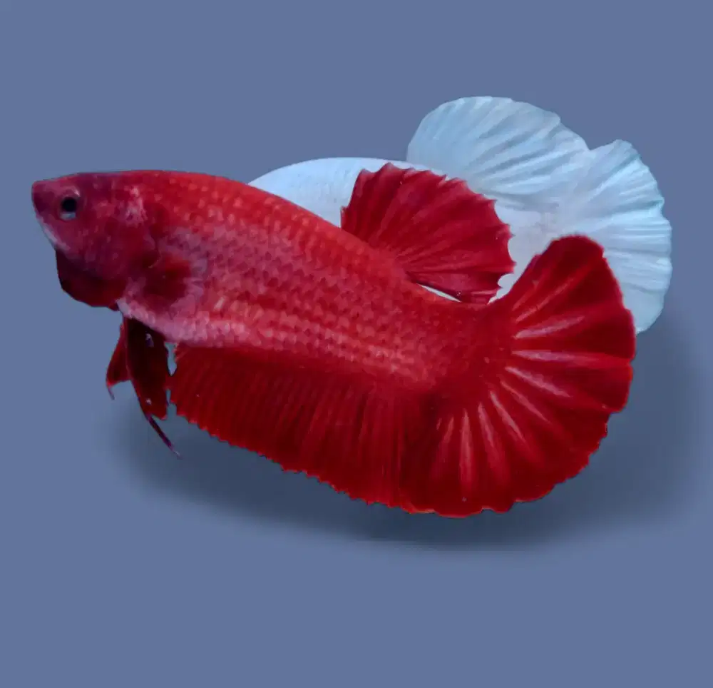 ikan cupang betina giant super red