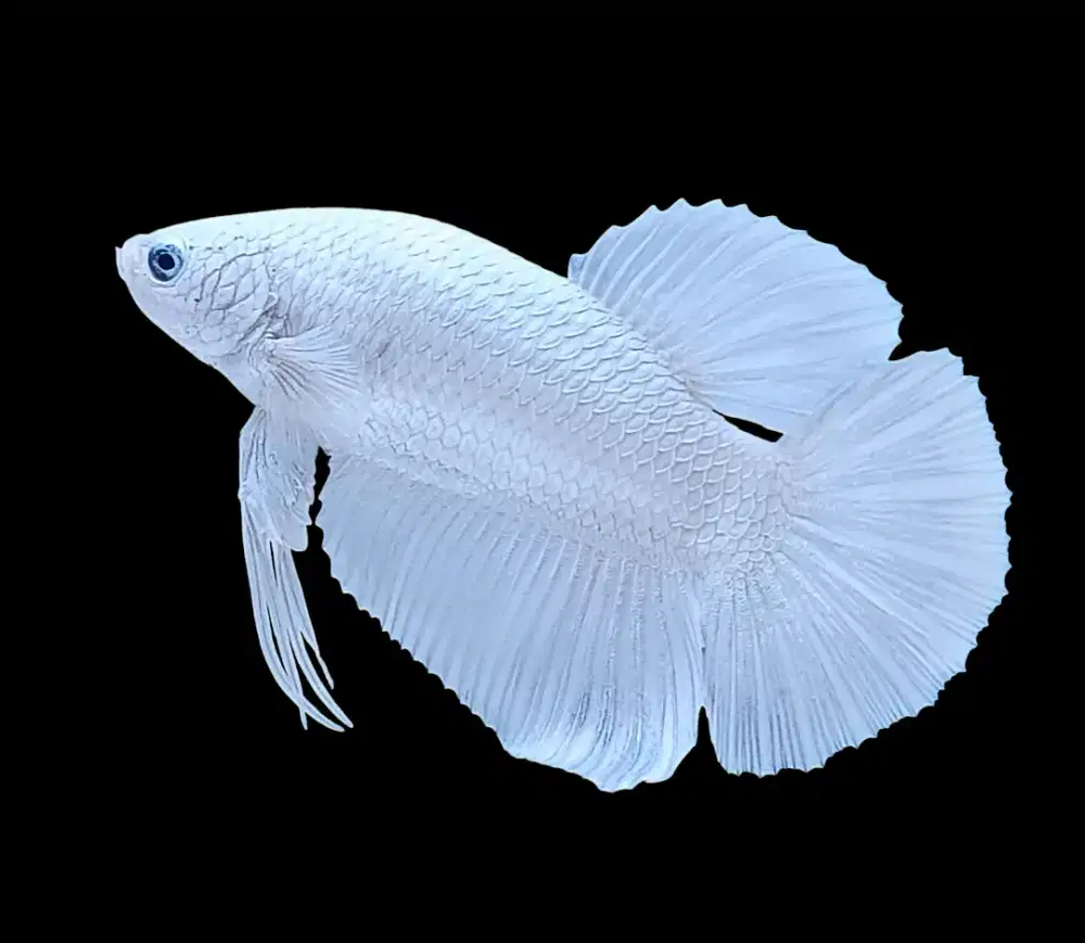 ikan cupang giant white