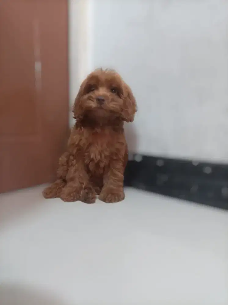 Jual Poodle Puppies