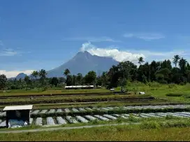 Tanah super murah di pondok Wonolelo timur pasar jangkang Ngemplak