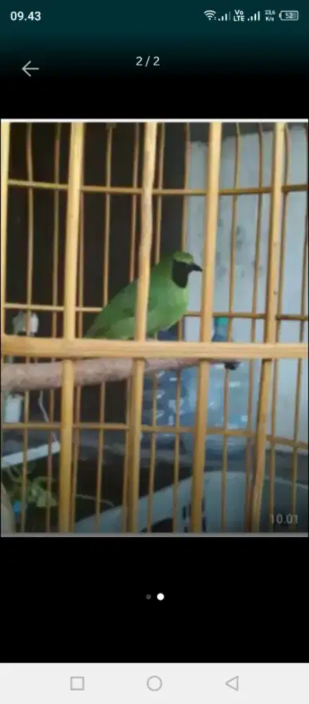 Burung bagus,Fullset