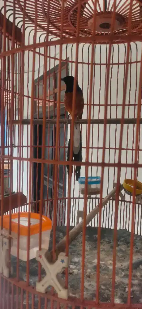 Murai batu gacor