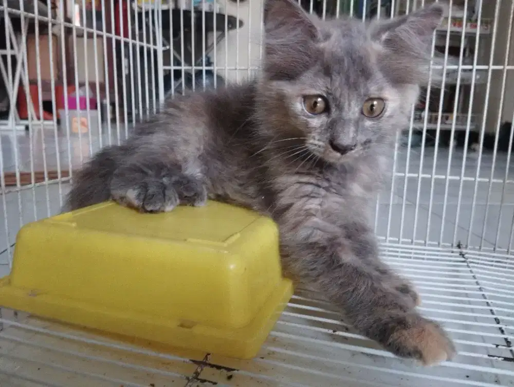 Open adopt kucing persia kitten sehat aktif