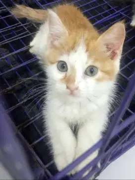 NEGO OrenPutih Brown White kitten kucing ras BSH Persia Anggora Jantan