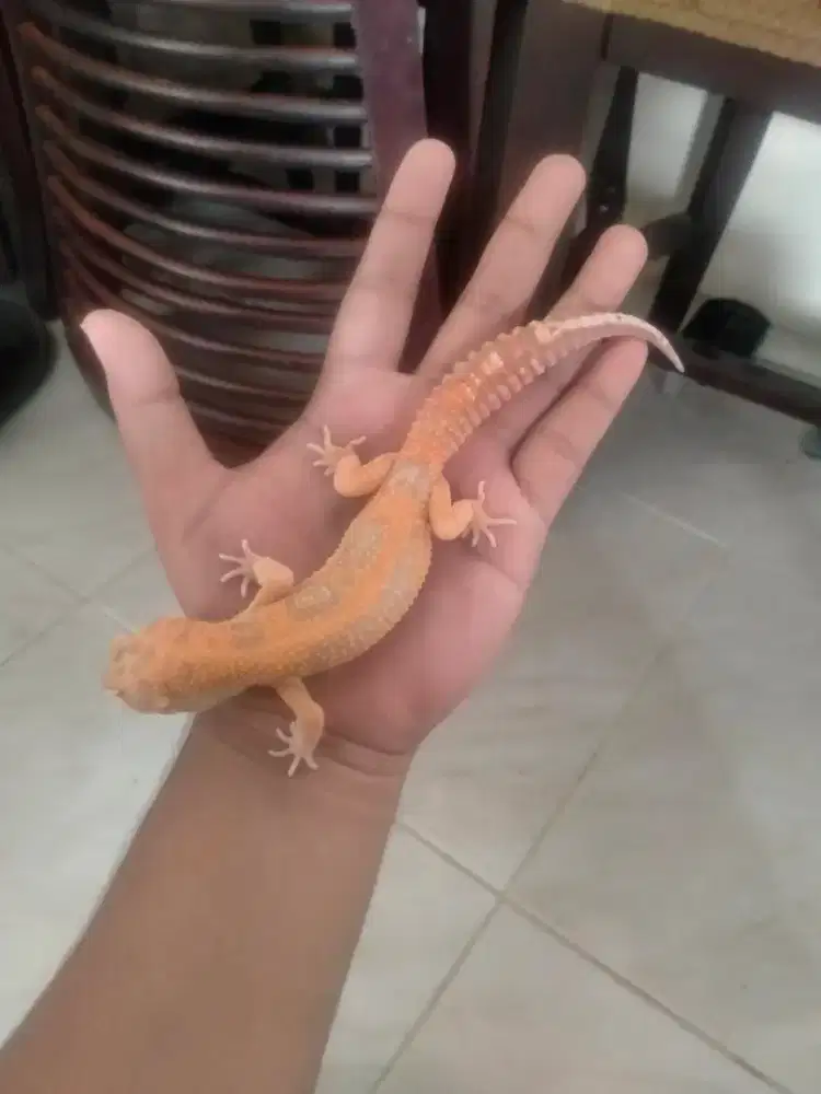 Leopard gecko jantan