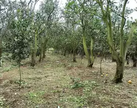 Tanah kebun dau dijual murah akses jalan aspal