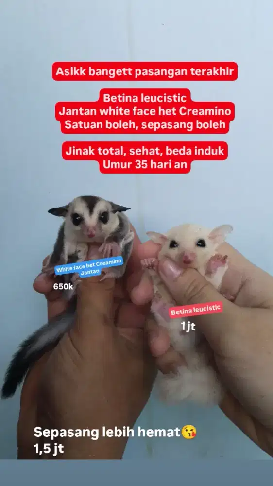 Sg sugar glider white face leucistic