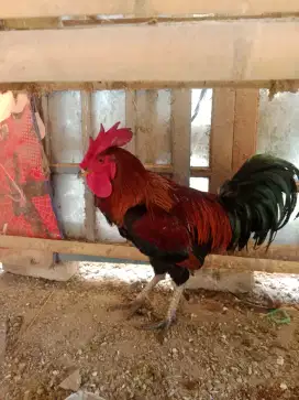 Ayam pelung khas cianjur