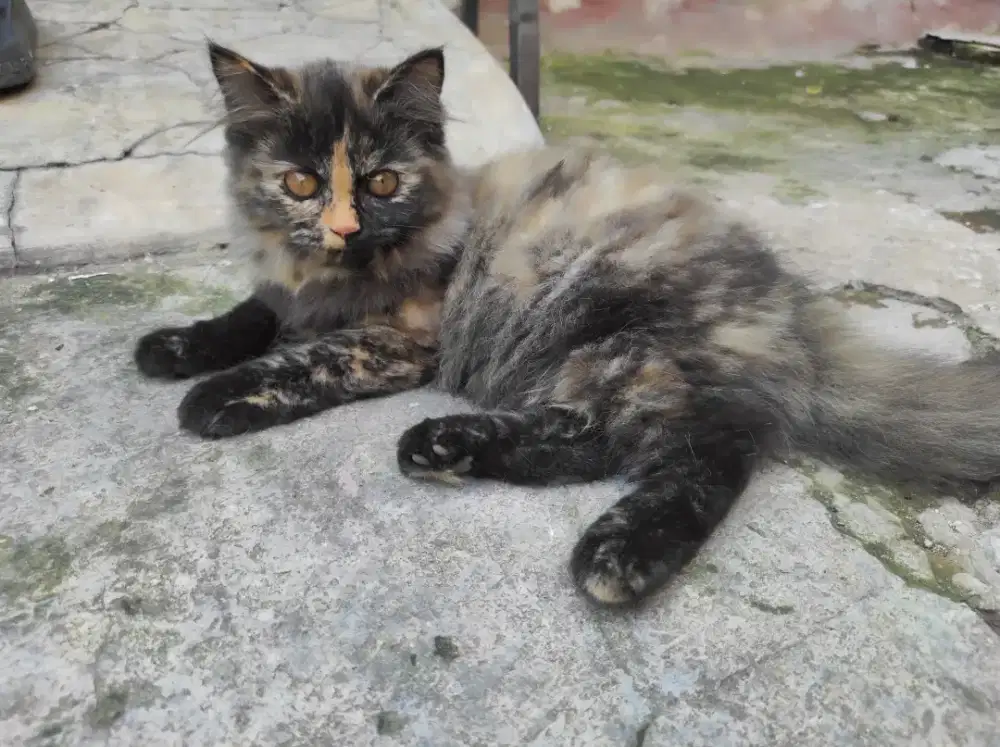 Kucing Persia betina