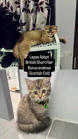Lepas Adopt British Short Hair Bonus anaknya Scottish Fold