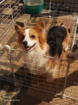 Jual Indukan Corgi