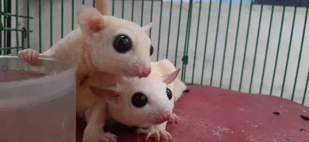 SUGAR GLIDER MUDA