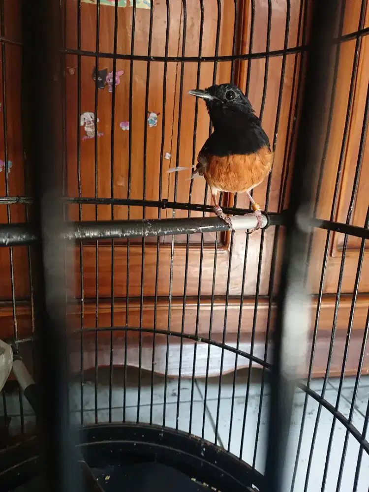 Murai batu Medan mabung