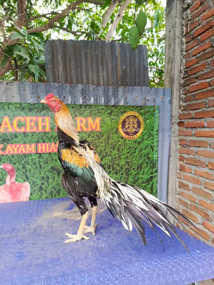 Ayam siam murni dokmak