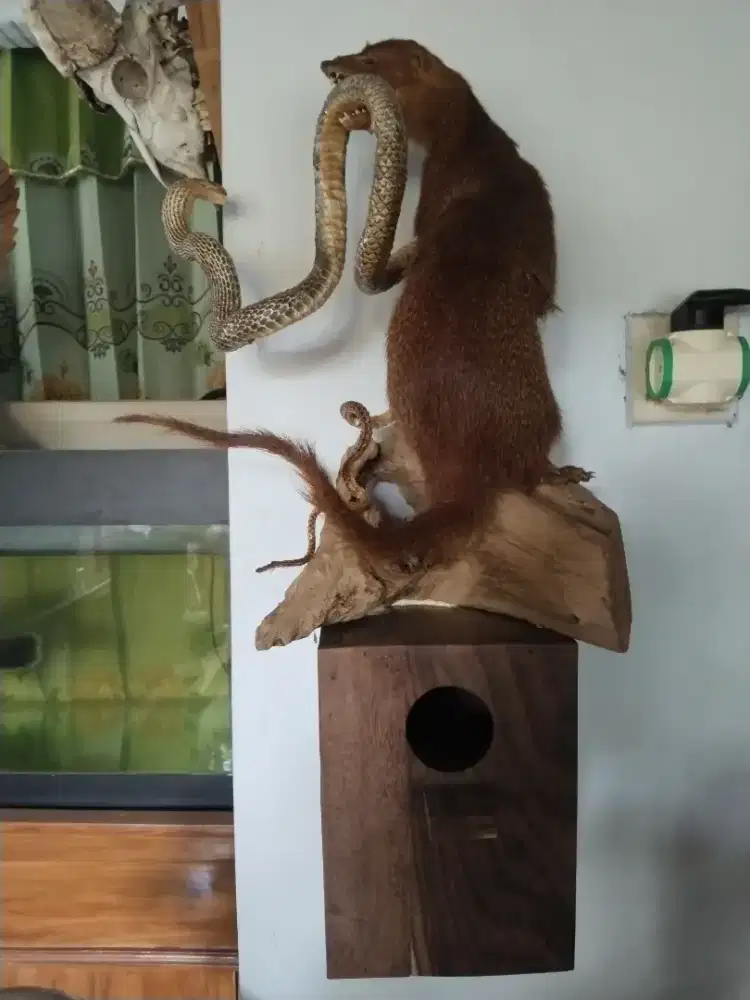 Pajangan garangan ular