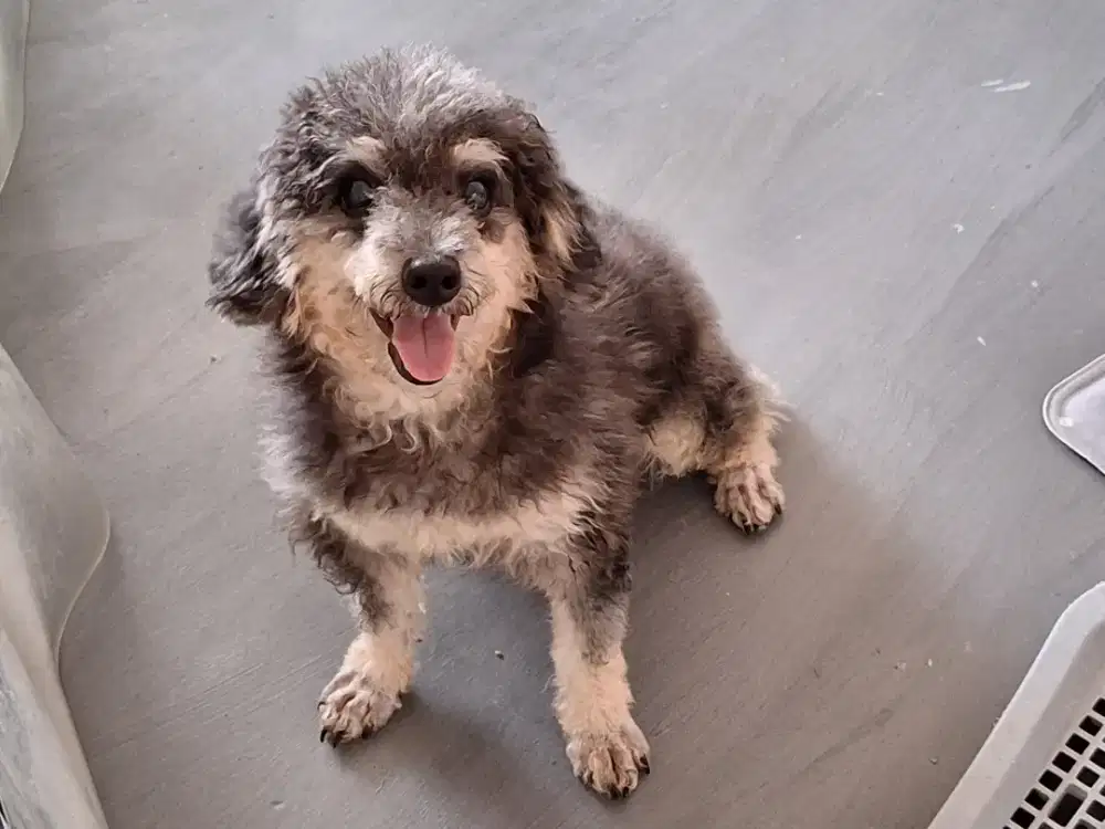 Jasa pacak toy poodle cebol warna bagus