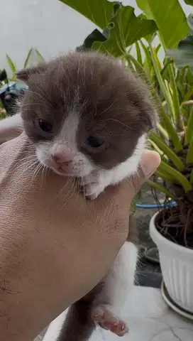 KUCING BSH CINNAMON