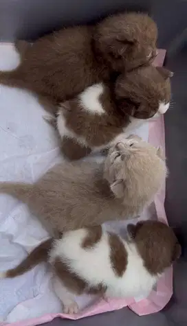 KUCING BSH CINNAMON