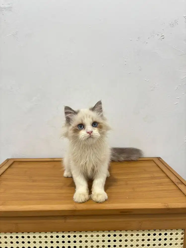 Kucing ragdoll jantan