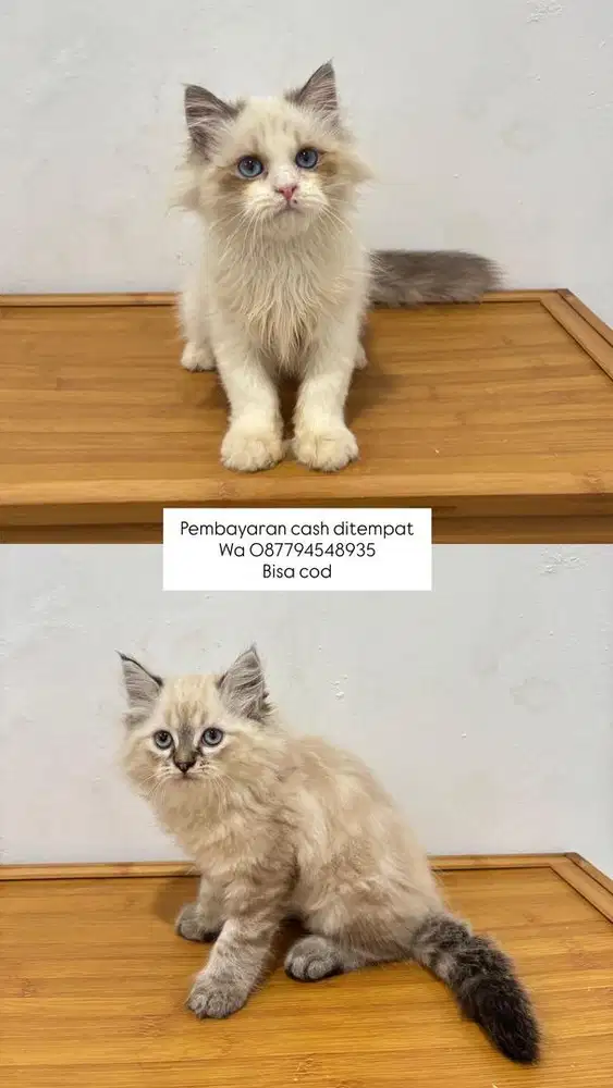 Kucing ragdoll dan himalaya