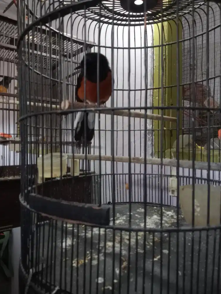 Jual burung murai Medan gacor
