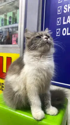 DIJUAL KUCING RAS PERSIAXANGGORA PEAKNOSE