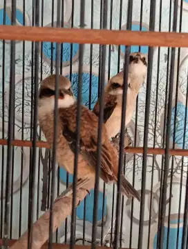 Anakan cendet tiga ekor