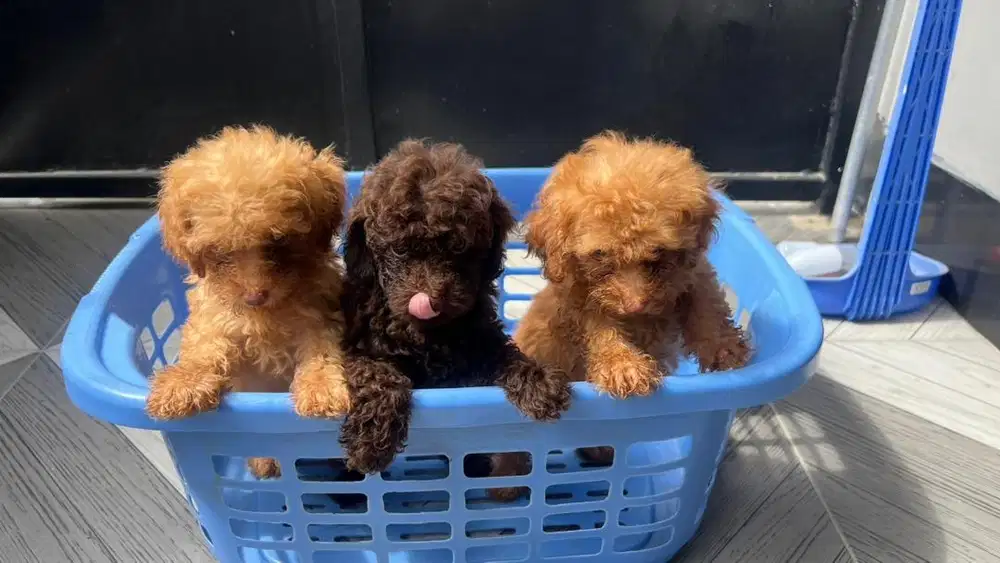 Puppy Anjing Poodle Toy