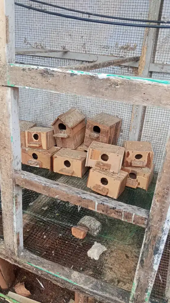 Glodok Lovebird atau parkit
