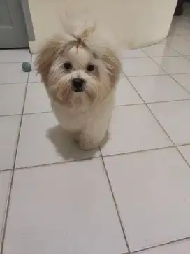 Anjing mix shitzu pudel