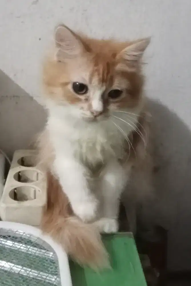 Mahar kucing  Persia