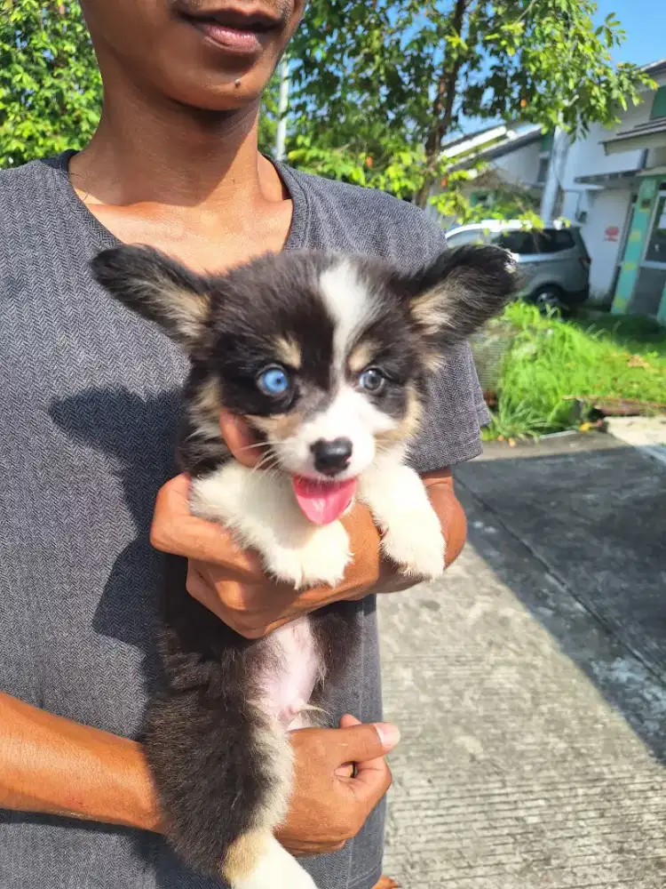 Dijual anakan Corgi jantan