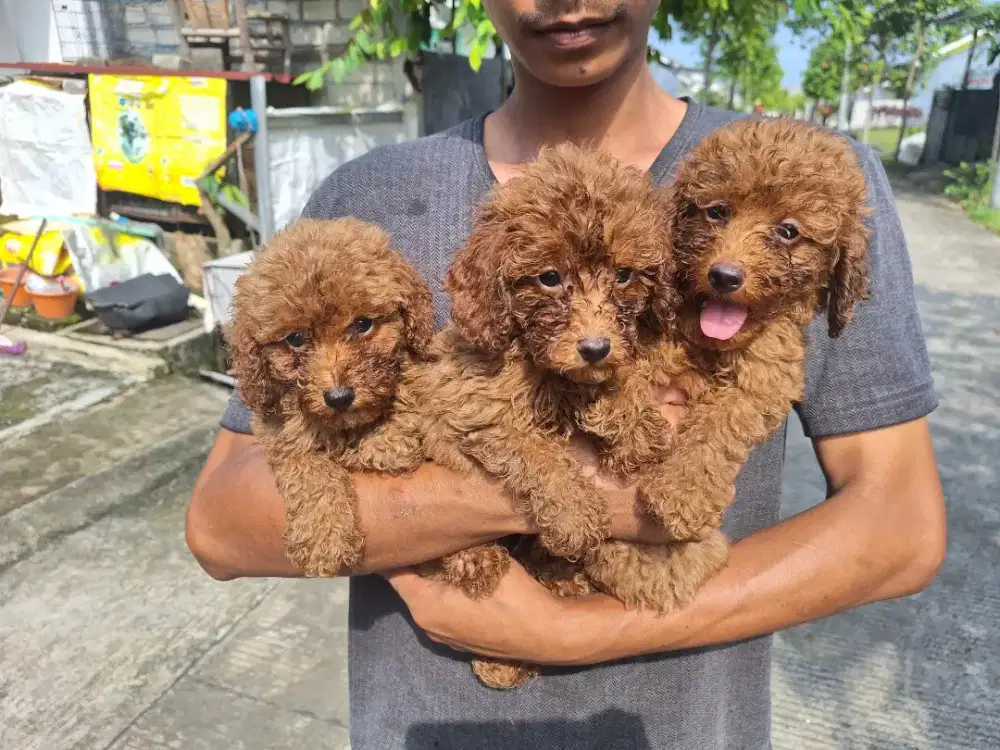 Dijual anakan Poodle
