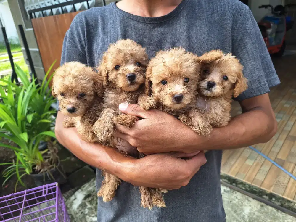 Dijual anakan poodle mini mini