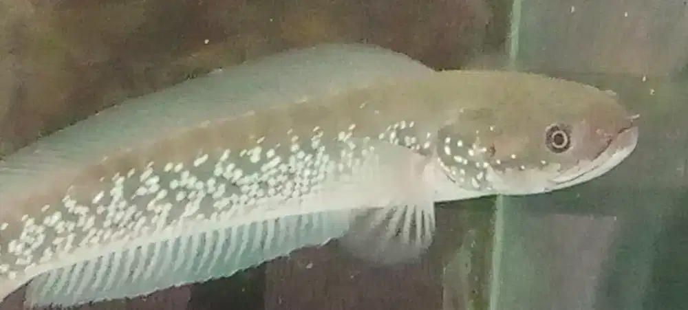 Ikan chana asiatik