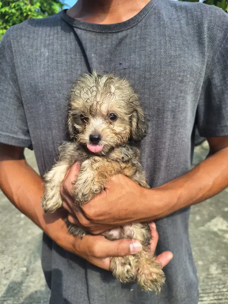 Dijual poodle warna unik