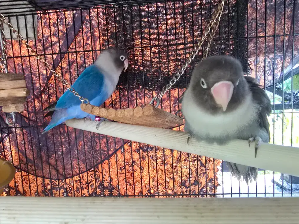 Pasangan lovebird