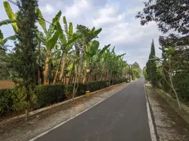 Kebun Durian Datar Jumantono Karanganyar