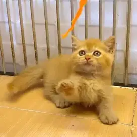 Kucing Munchkin BSH Golden (Cebol)