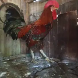 Ayam ketawa sehat durasi