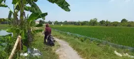 DIJUAL SAWAH ATAS NAMA SENDIRI