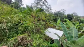 Tanah kebun alpukat hargs 4 jt permeter