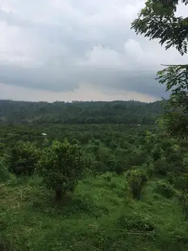 TANAH ORO ORO OMBO KOTA BATU MALANG