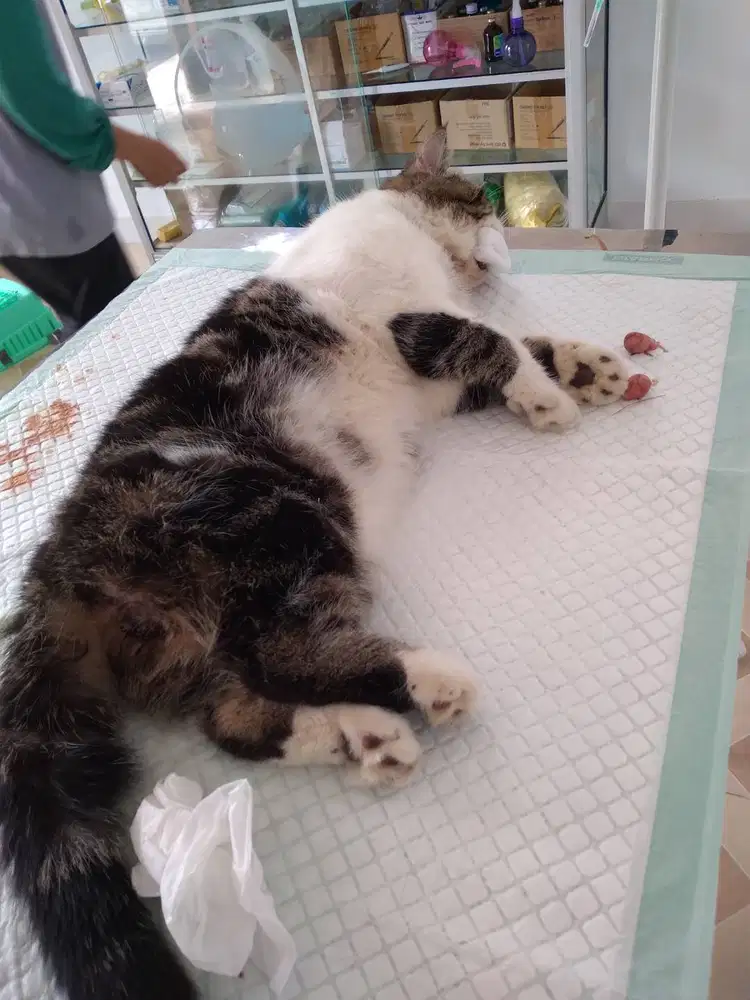 Kucing persia shothair